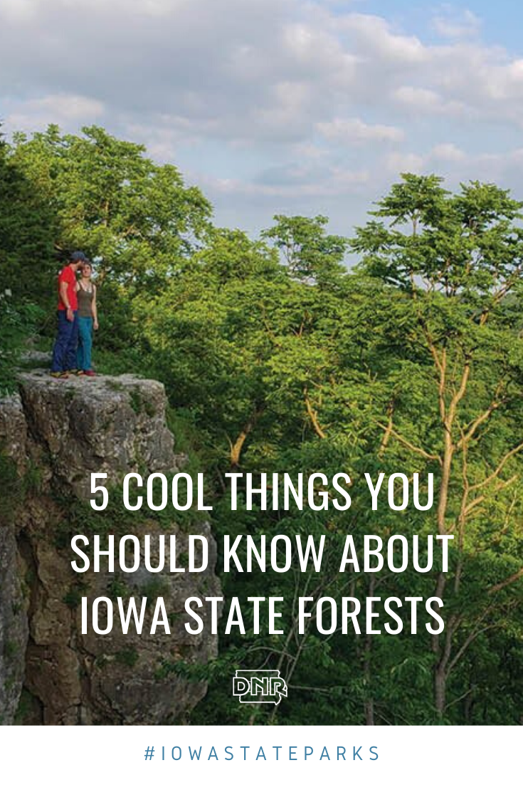 Do you know these cool facts about Iowa's state forests?  |  Iowa DNR